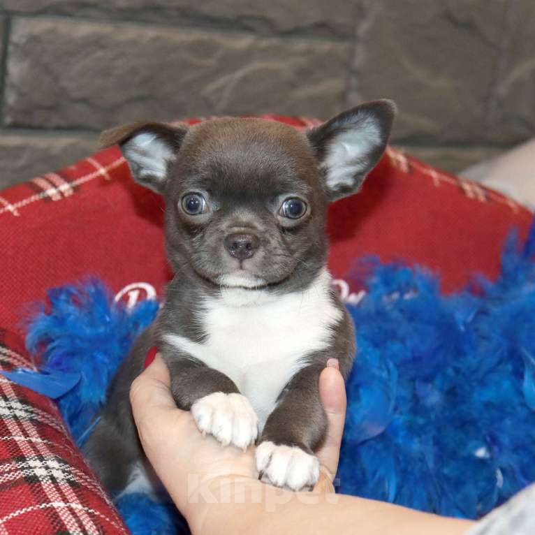 Собаки в Москве: Голубенький БАТОНЧИК чихуахуа Мальчик, 29 000 руб. - фото 1