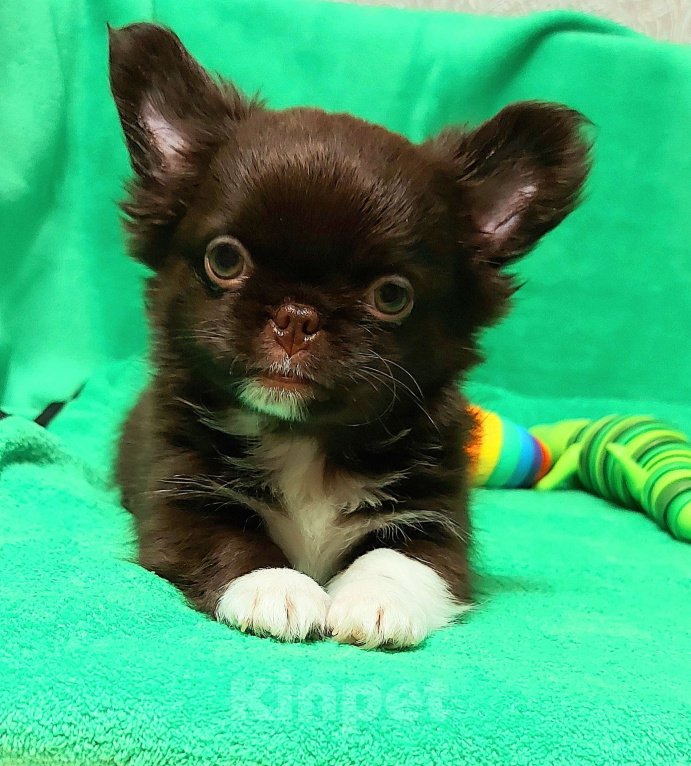 Собаки в Новосибирске: Мальчик Чихуахуа Мальчик, Бесплатно - фото 4