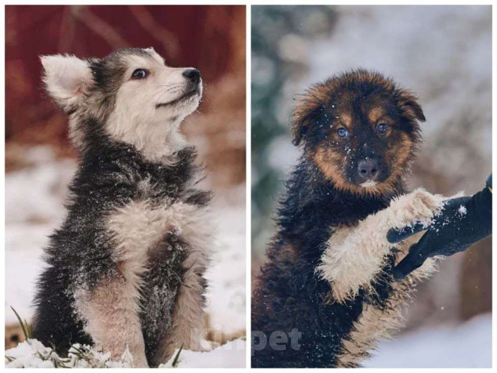Собаки в Наро-Фоминске: Потап и Вайс ищут семью Мальчик, Бесплатно - фото 4