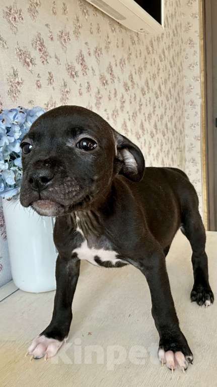 Собаки в других городах Ленинградской области: Щеночки питбуля  Девочка, 30 000 руб. - фото 4