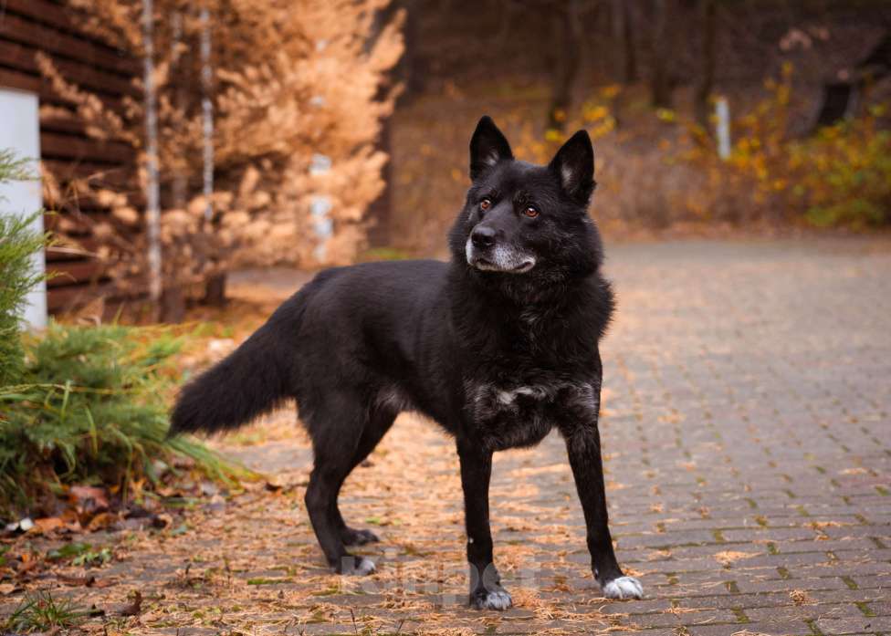 Собаки в Москве: Собака из приюта в добрые руки Мальчик, Бесплатно - фото 3