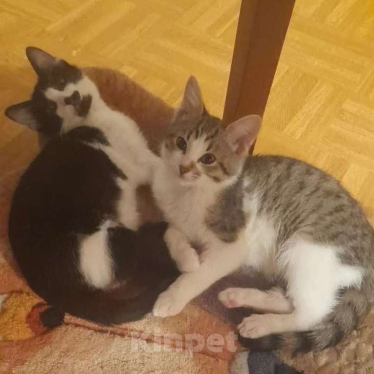 Кошки в Москве: Нежный котик Филя 3,7 месяца Мальчик, 200 руб. - фото 3