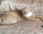 Кошки в Москве: Потерялся котик в Жулебино Мальчик, 2 000 руб. - фото 1