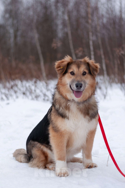 Собаки в Балашихе: Пушистая красотка Паппи в поиске дома Девочка, Бесплатно - фото 5