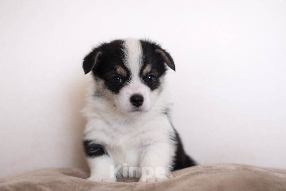 Собаки в Москве: Щенки корги от Итальянца Девочка, 80 000 руб. - фото 2