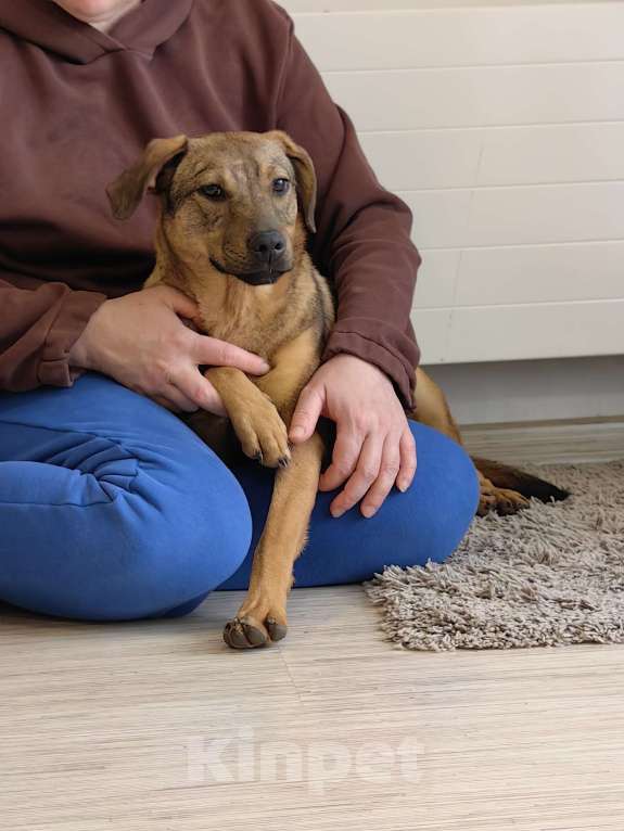 Собаки в Чехове: Алиса - идеальная собака для квартиры Девочка, Бесплатно - фото 7