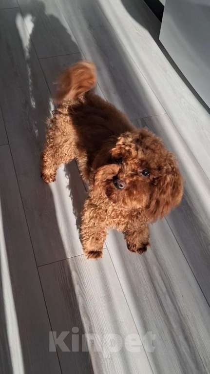 Собаки в Лиски: Мальчик Той пудель Мальчик, 50 000 руб. - фото 1