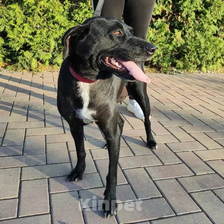 Собаки в Москве: Бусю выпускают на улицу  Девочка, Бесплатно - фото 2