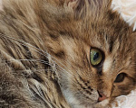 Кошки в Одинцово: Скромница Софа ищет новый дом Девочка, Бесплатно - фото 4