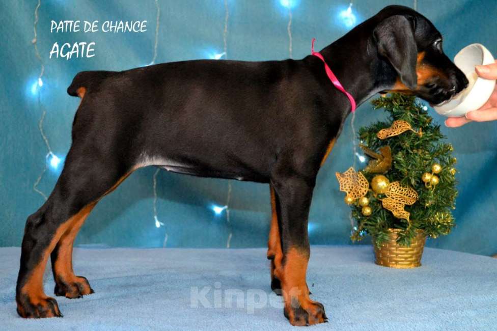 Собаки в Санкт-Петербурге: Щенок добермана Агата Девочка, 70 000 руб. - фото 3