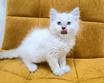 Кошки в Москве: Самая нежная малышка Рэгдолл  Девочка, 37 000 руб. - фото 1