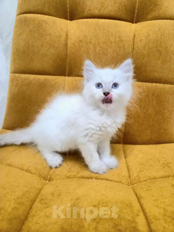 Кошки в Москве: Самая нежная малышка Рэгдолл  Девочка, 37 000 руб. - фото 1