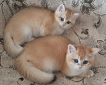 Кошки в Махачкале: Золотой мальчик ny 12 Мальчик, 35 000 руб. - фото 2