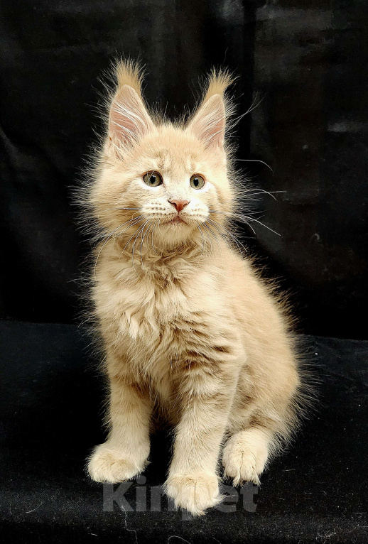 Кошки в Красногорске: Котенок мейн-кун  Мальчик, 60 000 руб. - фото 7