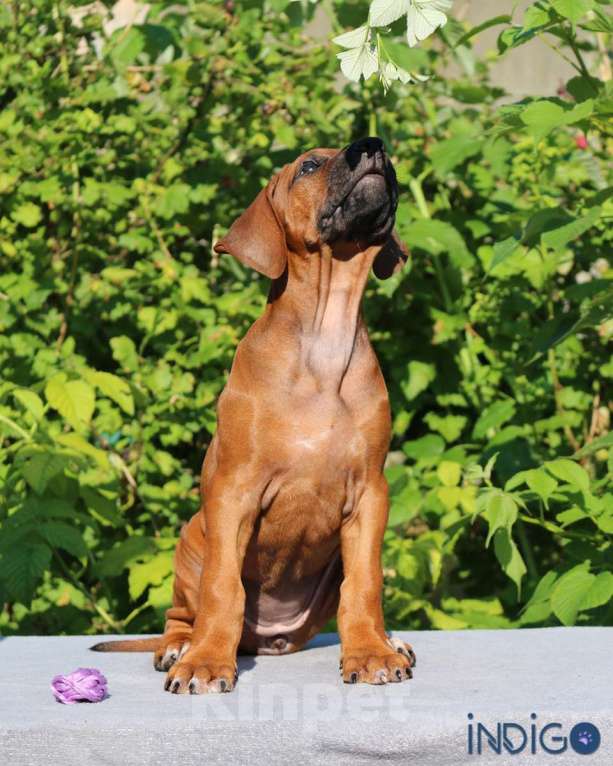 Собаки в Санкт-Петербурге: Супер щенок родезийский риджбек. Питомник РКФ Девочка, 110 000 руб. - фото 2