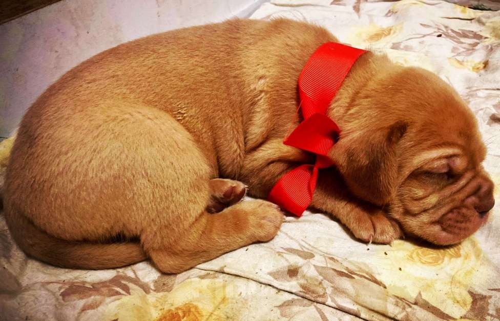 Собаки в Москве: Щенок. Кобель. Бордоский дог.  Мальчик, 120 000 руб. - фото 3