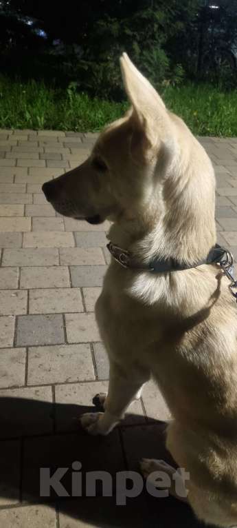 Собаки в Москве: Мама хаски папа немец Мальчик, Бесплатно - фото 10