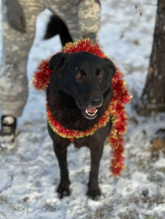 Собаки в Москве: Лаки Девочка, Бесплатно - фото 4