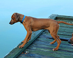 Собаки в Одинцово: Родезийский риджбек мальчик. Стандарт. Мальчик, Бесплатно - фото 3