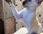 Кошки в Перми: Продам сиамского котёнка  Мальчик, 40 000 руб. - фото 6