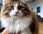 Кошки в Санкт-Петербурге: Ласковая кошка Девочка, Бесплатно - фото 1