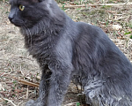 Кошки в Новосибирске: Потерялся кот кличка Кощей Мальчик, 1 000 руб. - фото 4