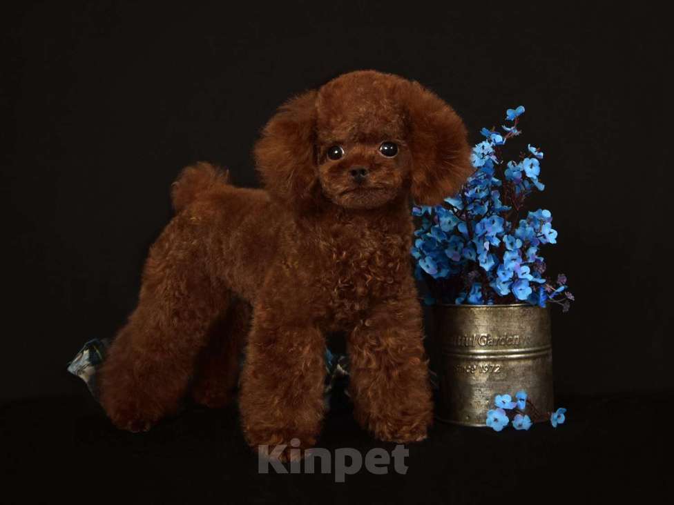 Собаки в Москве: Тикап Тедди Пудель для вязок Мальчик, 30 000 руб. - фото 4