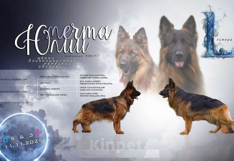 Собаки в Ангарске: Щенки длинношёрстной немецкой овчарки  Мальчик, 50 000 руб. - фото 1