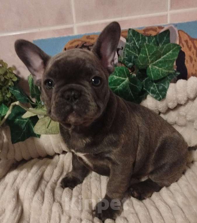 Собаки в Москве: Французский бульдог Мальчик, 65 000 руб. - фото 1