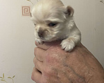 Собаки в Санкт-Петербурге: Щенок чихуахуа, сука Девочка, 50 000 руб. - фото 5