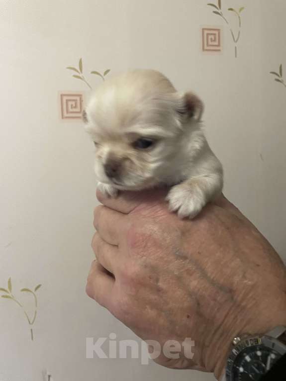 Собаки в Санкт-Петербурге: Щенок чихуахуа, сука Девочка, 50 000 руб. - фото 5