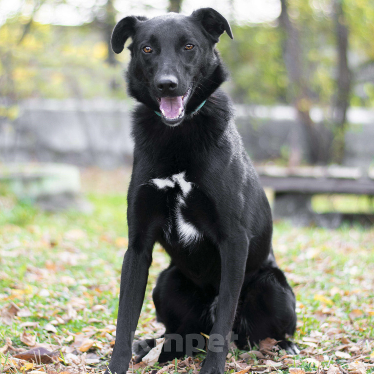 Собаки в Москве: Чилл Мальчик, Бесплатно - фото 3