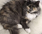 Кошки в Москве: Скромница Анфиса ищет дом Девочка, Бесплатно - фото 2