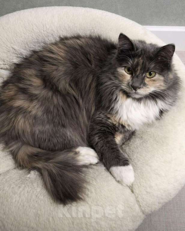 Кошки в Москве: Скромница Анфиса ищет дом Девочка, Бесплатно - фото 2