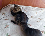 Кошки в Тюмени: Мейн-кун, мальчик Мальчик, 20 000 руб. - фото 2