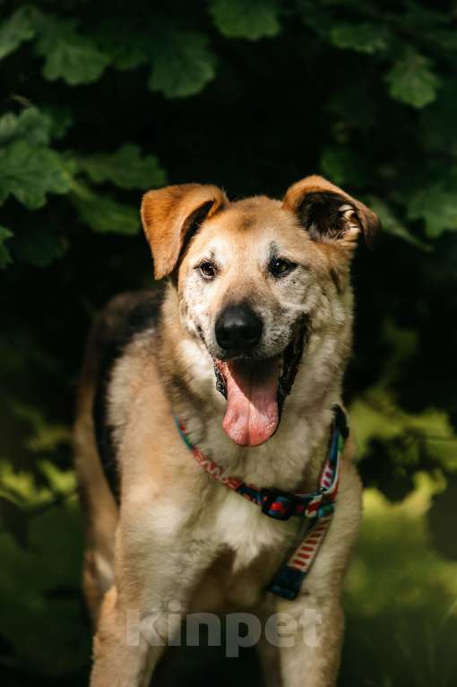 Собаки в Москве: Трепетный Джой Мальчик, Бесплатно - фото 4