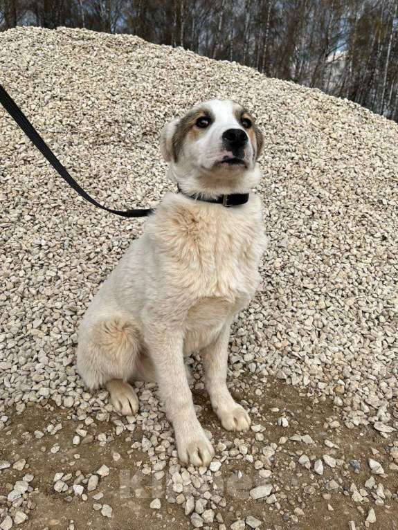 Собаки в Москве: Яша, серьезный парень из приюта Мальчик, Бесплатно - фото 4