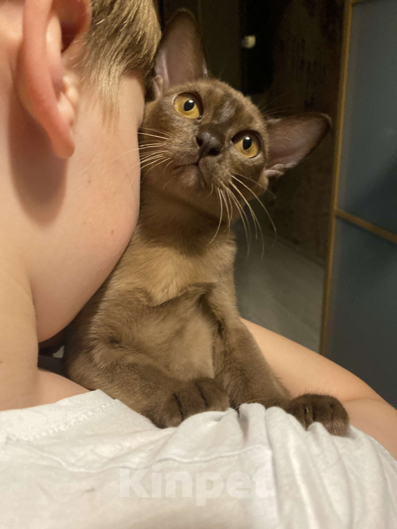 Кошки в Нижнем Новгороде: Бурманские котята Разнополые, 35 000 руб. - фото 2