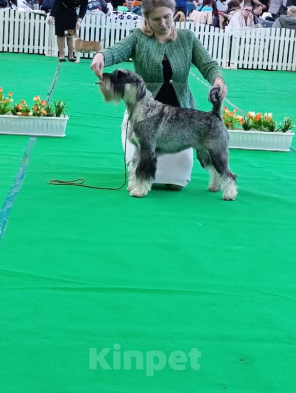 Собаки в Нижнем Новгороде: Щенки миттельшнауцера Девочка, 50 000 руб. - фото 4