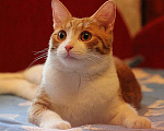 Кошки в Москве: Котик Боня - комнатное солнышко! В добрые руки Мальчик, Бесплатно - фото 9