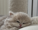 Кошки в Калининграде: Британская золотая шиншилла. Котята Мальчик, 60 000 руб. - фото 4
