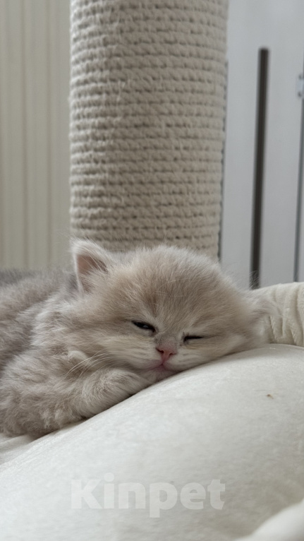 Кошки в Калининграде: Британская золотая шиншилла. Котята Мальчик, 60 000 руб. - фото 4