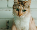 Кошки в Москве: Кошка живет в ванной Девочка, Бесплатно - фото 3