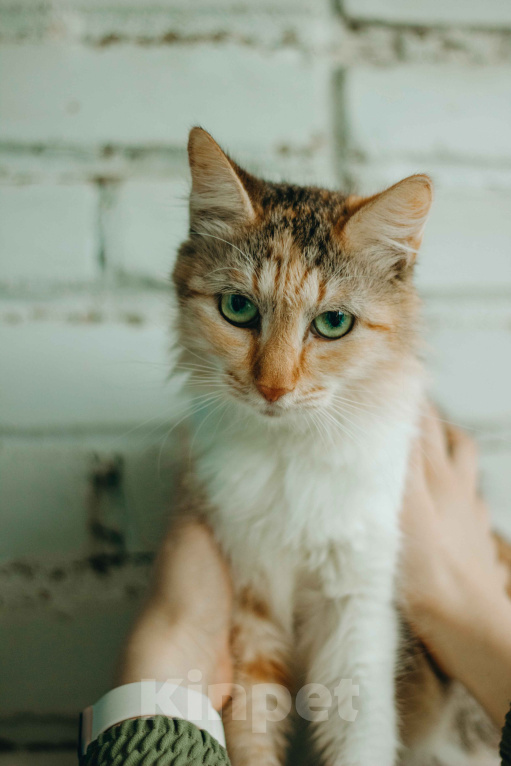 Кошки в Москве: Кошка живет в ванной Девочка, Бесплатно - фото 3
