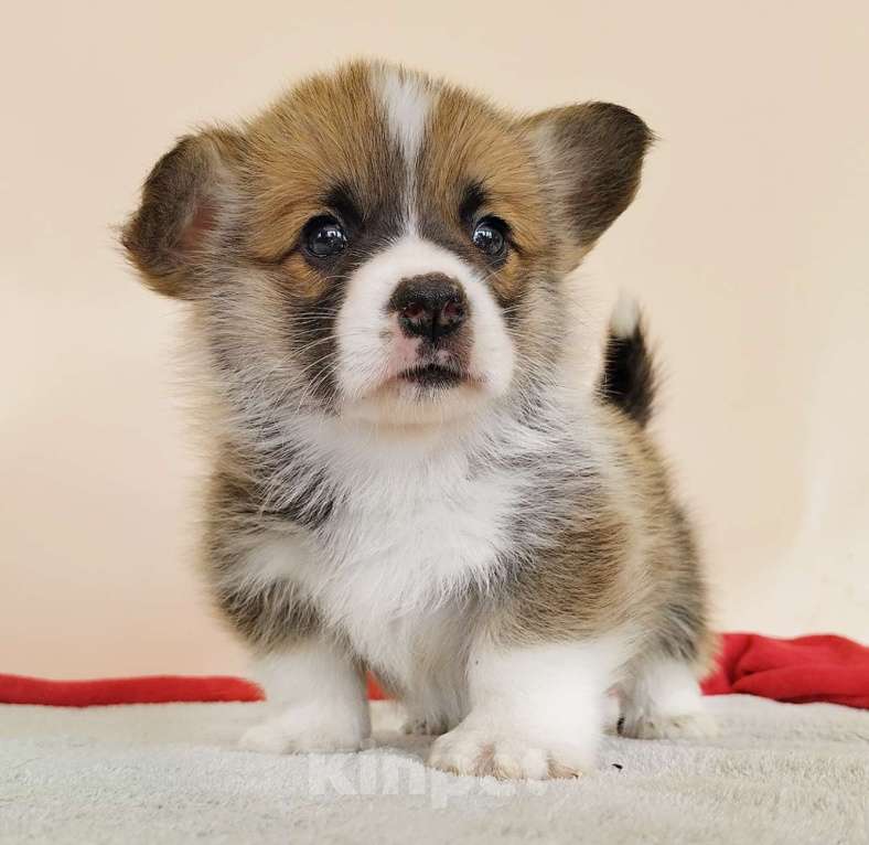 Собаки в Москве: Вельш Корги Пемброк мальчик РКФ Мальчик, 80 000 руб. - фото 2