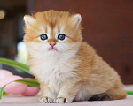 Кошки в Мытищах: Британские золотые шиншиллы короткошерстная и длинношерстная Девочка, 50 000 руб. - фото 1
