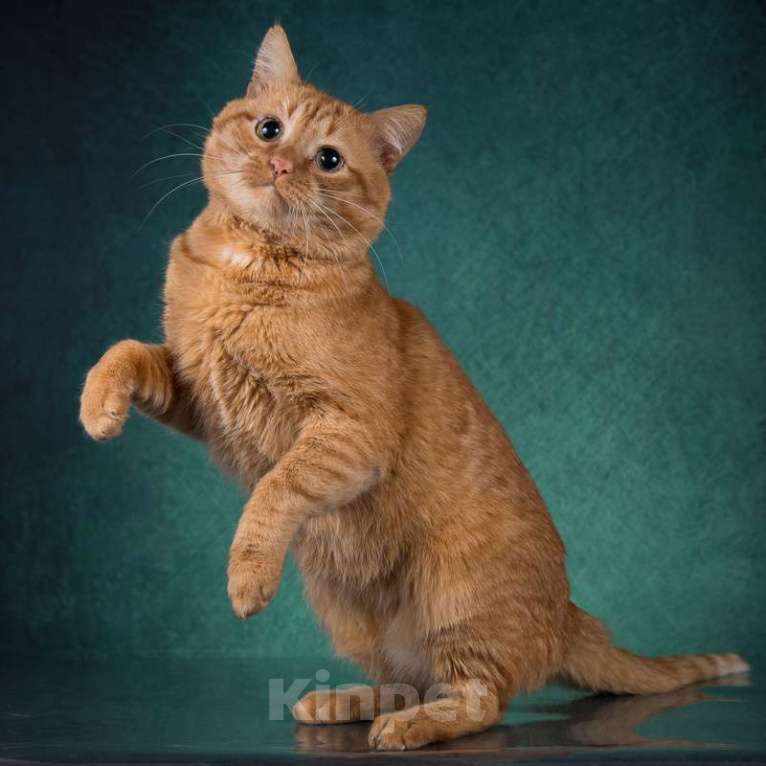 Кошки в Москве: Рыжий яркий британский кот Джокер в добрые руки Мальчик, Бесплатно - фото 2