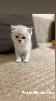 Шотландский прямоухий