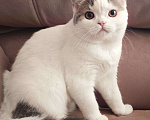 Кошки в Ярославле: Шотландская короткошерстная девочка. Девочка, 25 000 руб. - фото 1