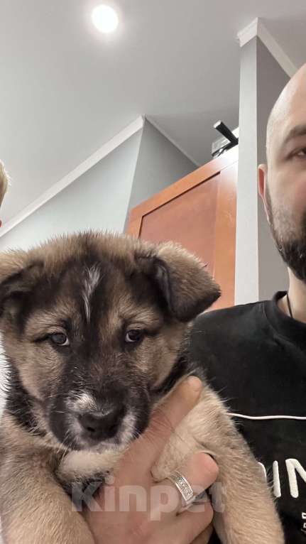 Собаки в других городах Московской области: Отдам в хорошие руки  Девочка, Бесплатно - фото 1